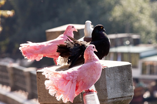 成为推动广 成为推动广